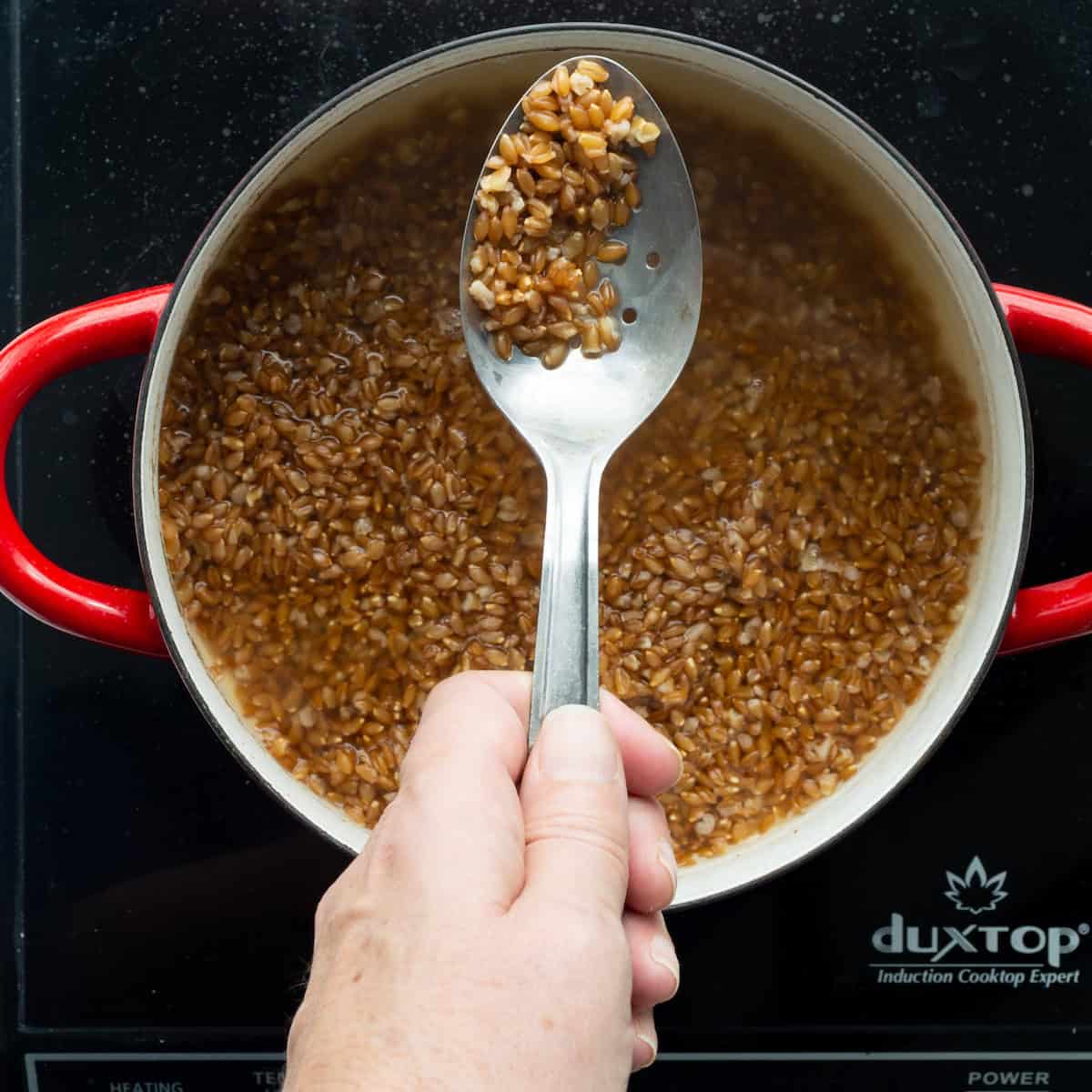 Testing cooked farro in a red handled pot to see if it's al dente.